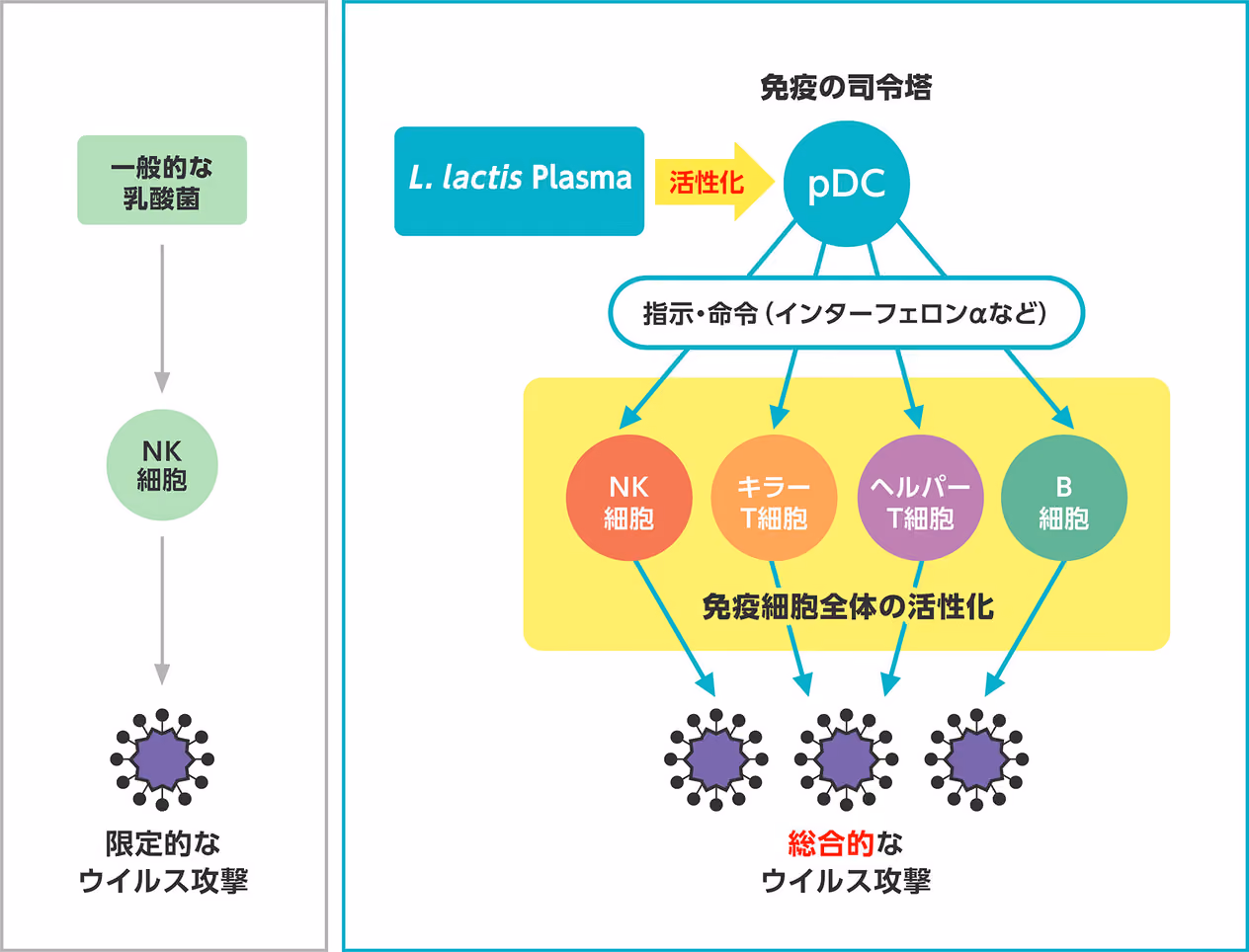 Lactococcus lactis strain Plasma