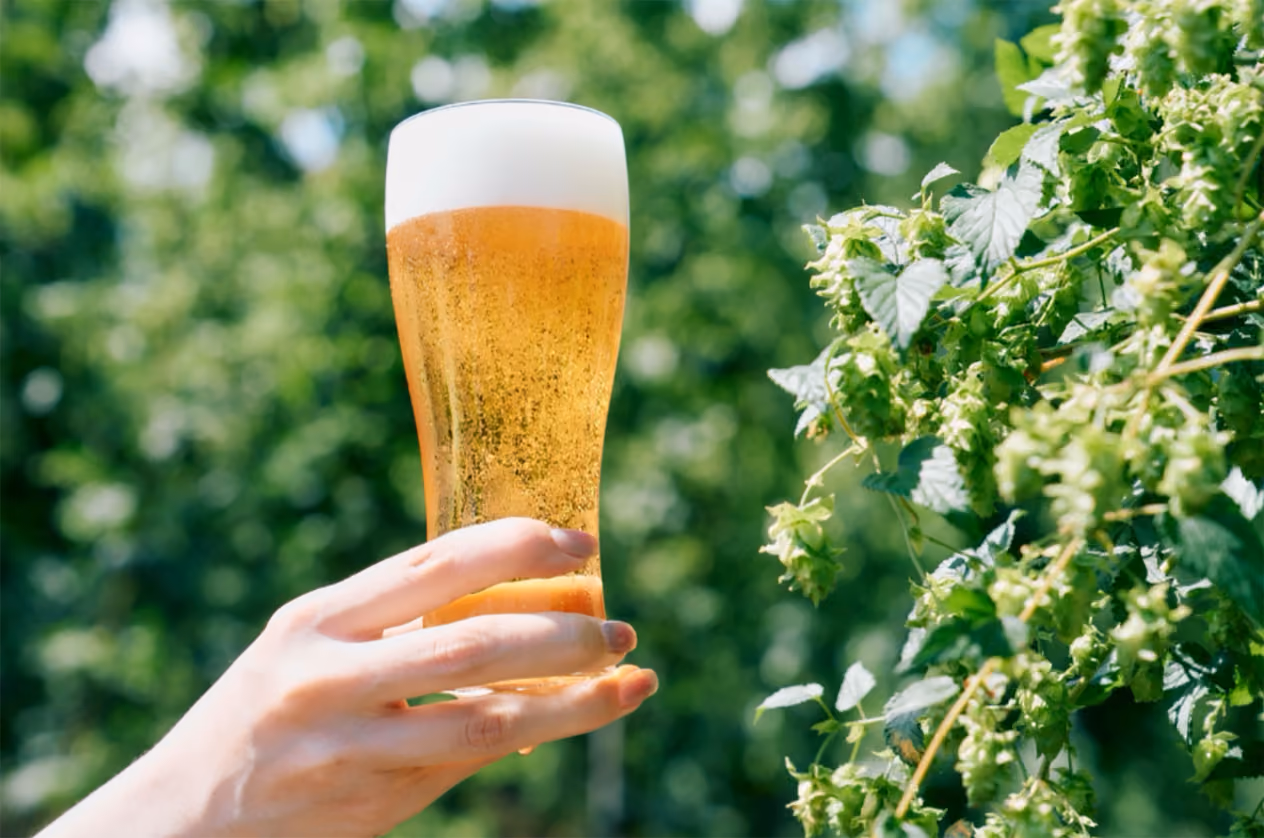 Tono's Hop Fields and Beer