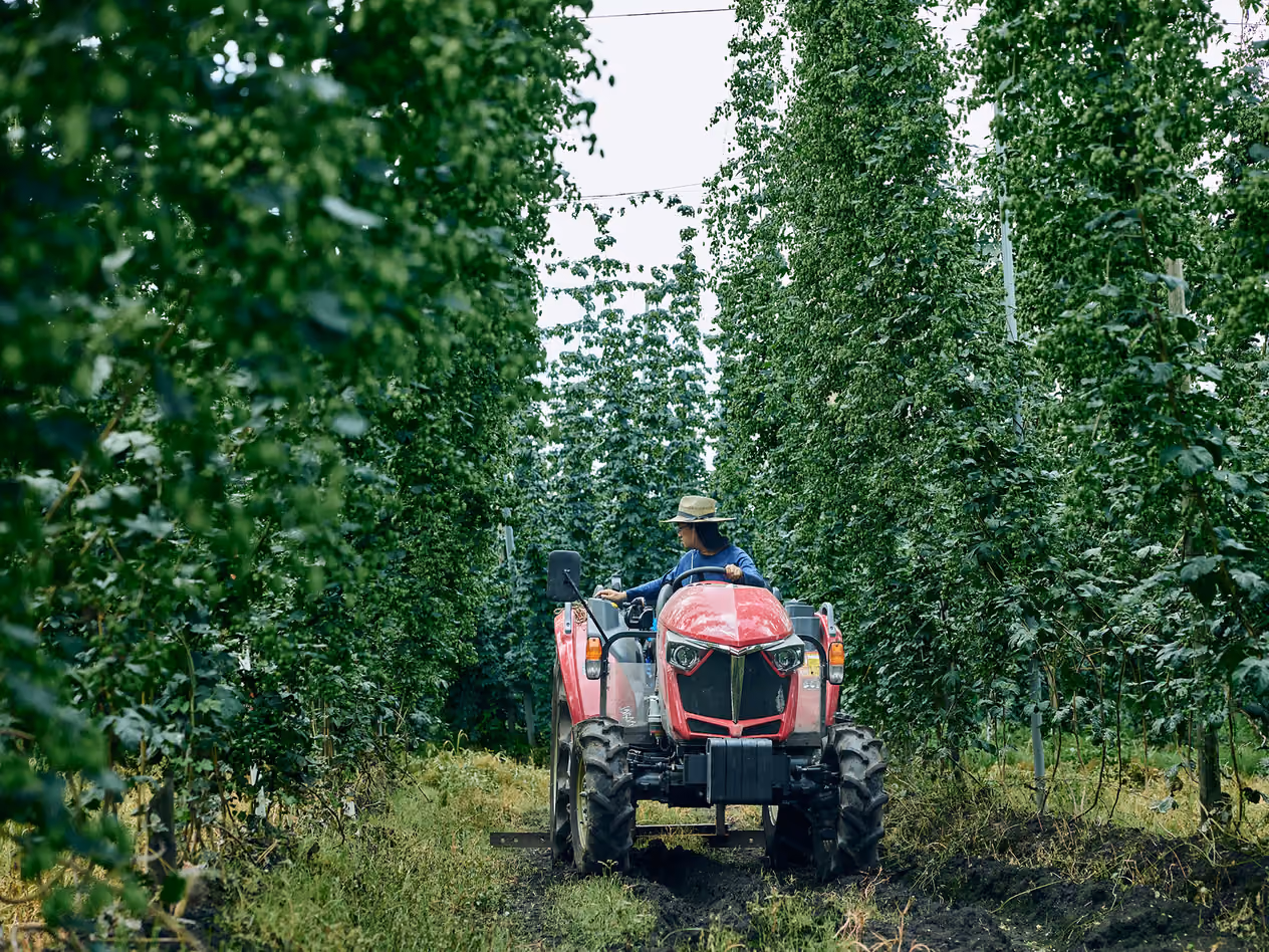 A Look at the Hop Fields in Tōno