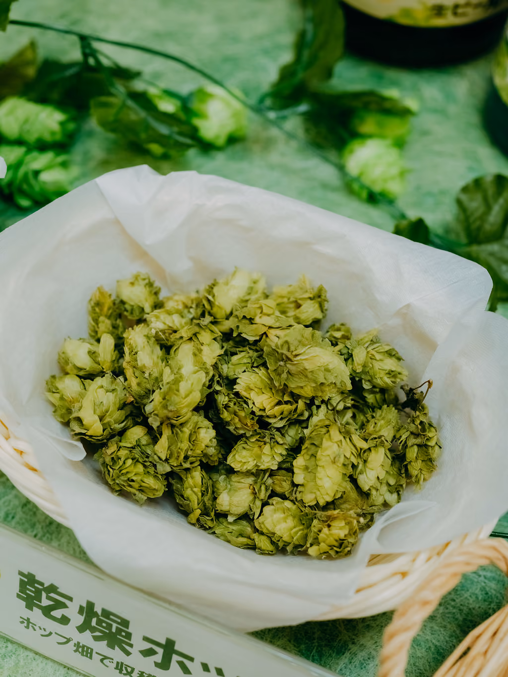 Dried hops from the hop fields of Tono